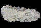 Oreodont Jaw Section With Teeth - South Dakota #81948-1